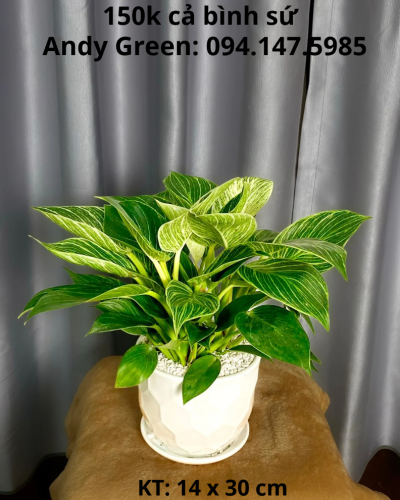 Trầu bà đế vương kim cương